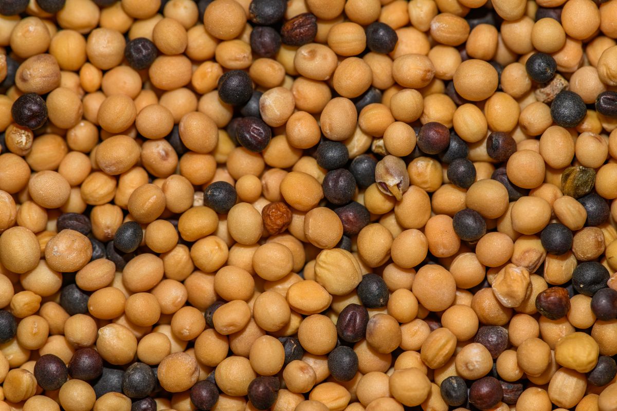 Mustard Oil