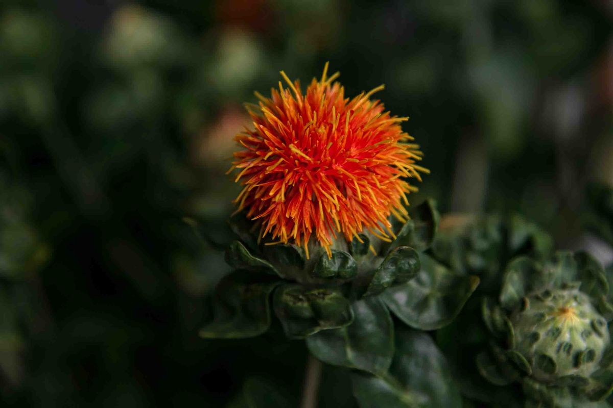 Safflower Oil